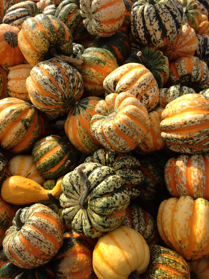 Thanksgiving pumpkin orange