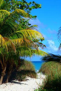 Sand palm tree path photo