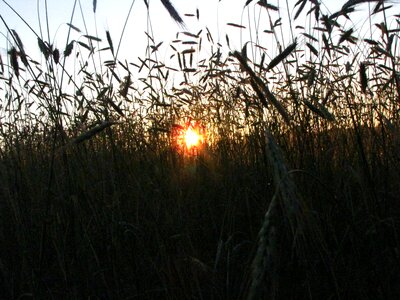 The sun field the cultivation of