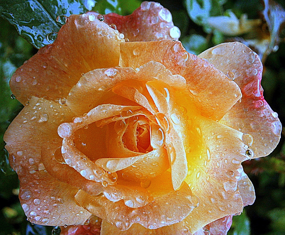 Bloom flowers beauty