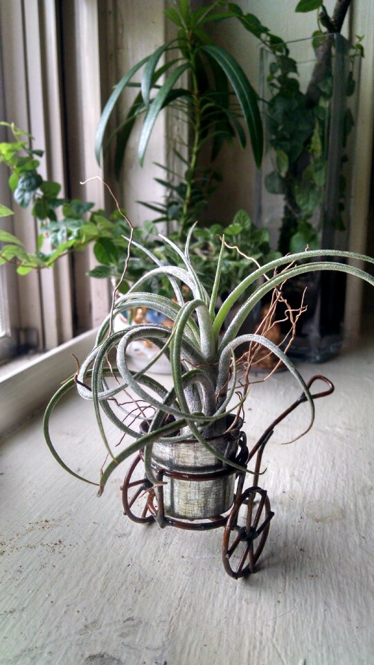 Decor bromeliaceae gardening
