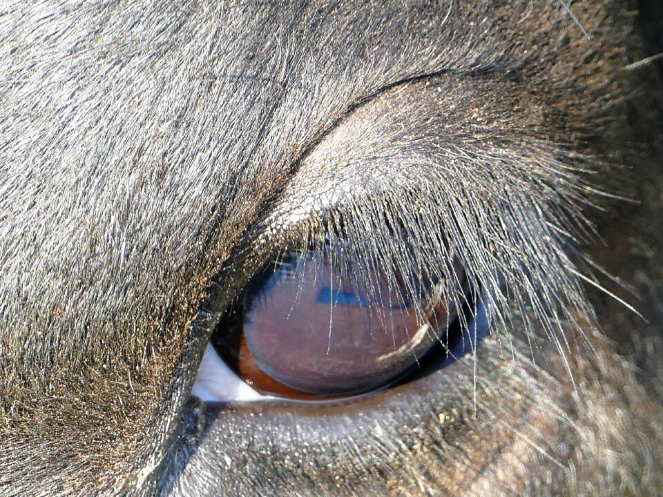 Eyelashes close up kuhauge