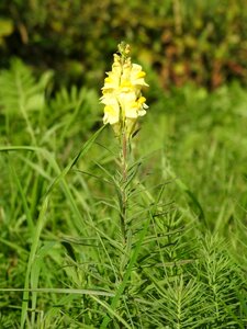 Cowslip flower yellow