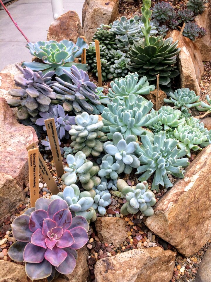 Garden botanical green