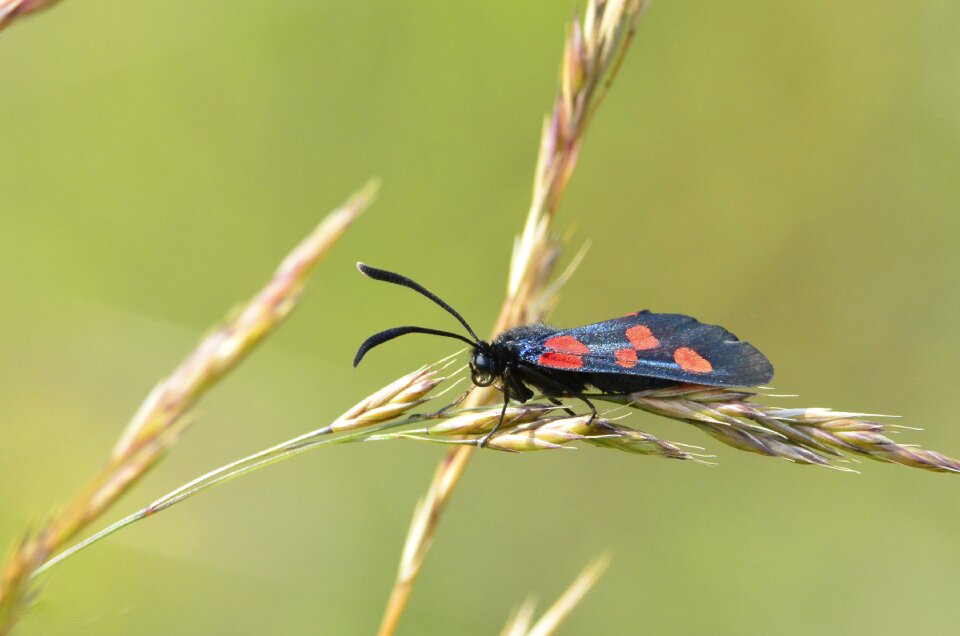 Daytime red spots wild