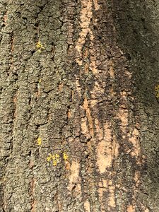 Wood nature plant