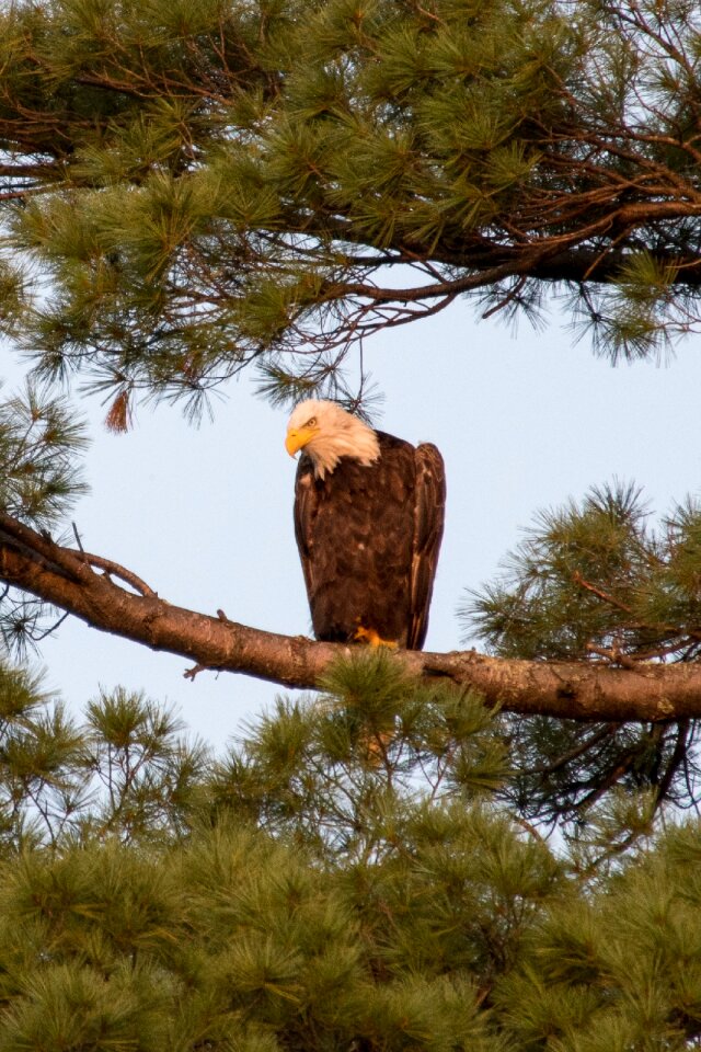 Freedom raptor animal