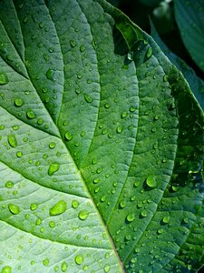 Leaves green leaf rain photo