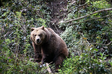 Brown bear wild animal predator photo
