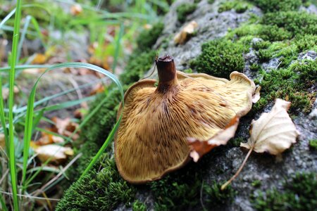 Nature green rock