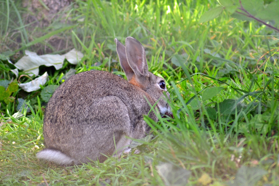 Oryctolagus cuniculus adult mammal