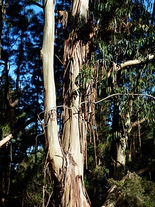 Peel eucalyptus log photo