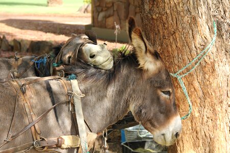 Animal nature siesta photo