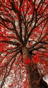 Tree castrocielo lazio