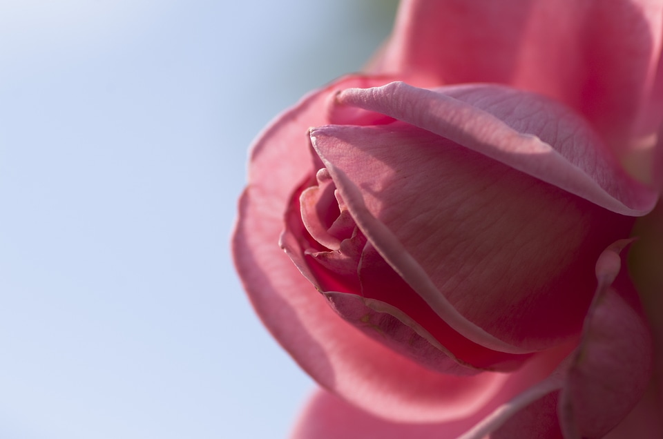 Flower fragrance beauty