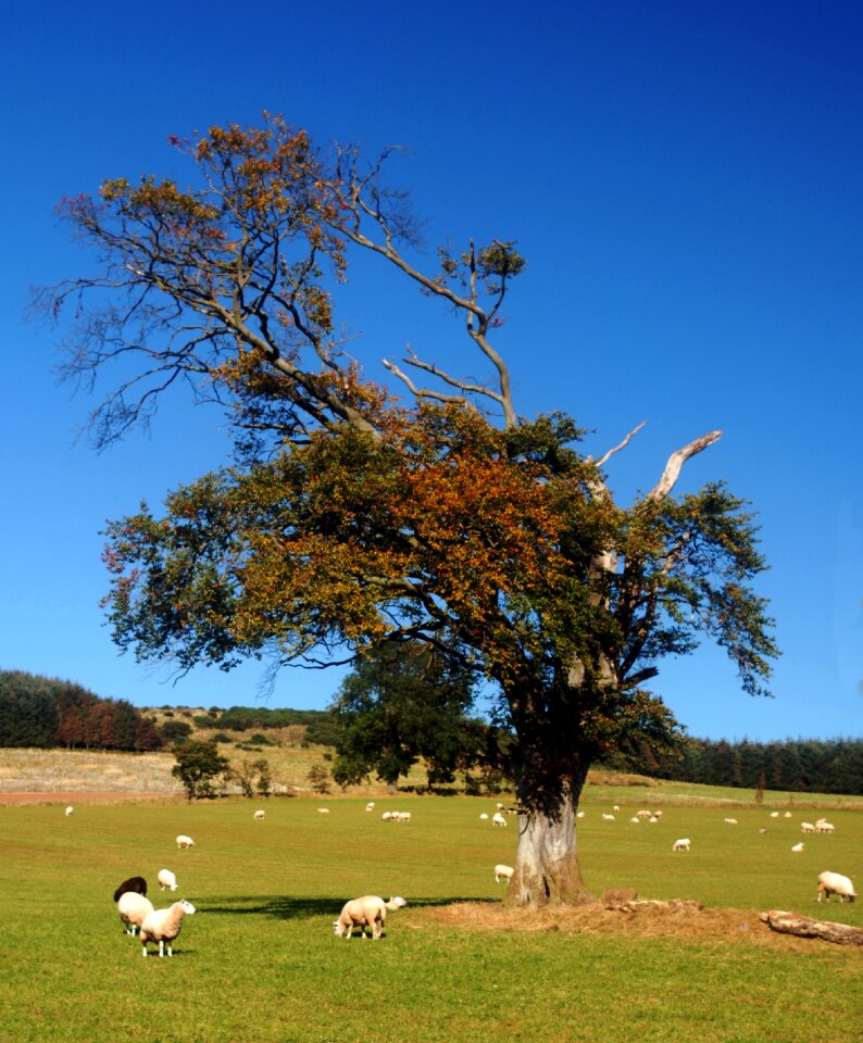 Farm grass green