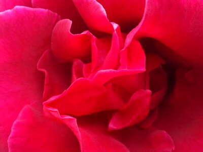 Red petals red beauty photo