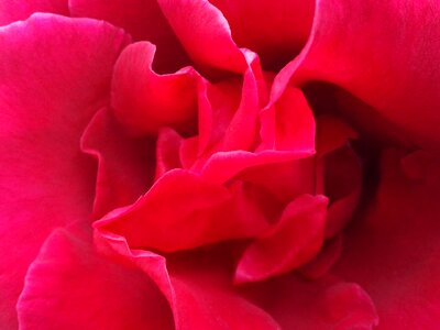 Red petals red beauty