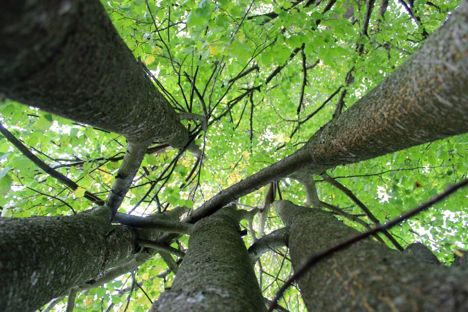 Green nature