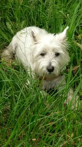 Whwt west highland white terrier terrier