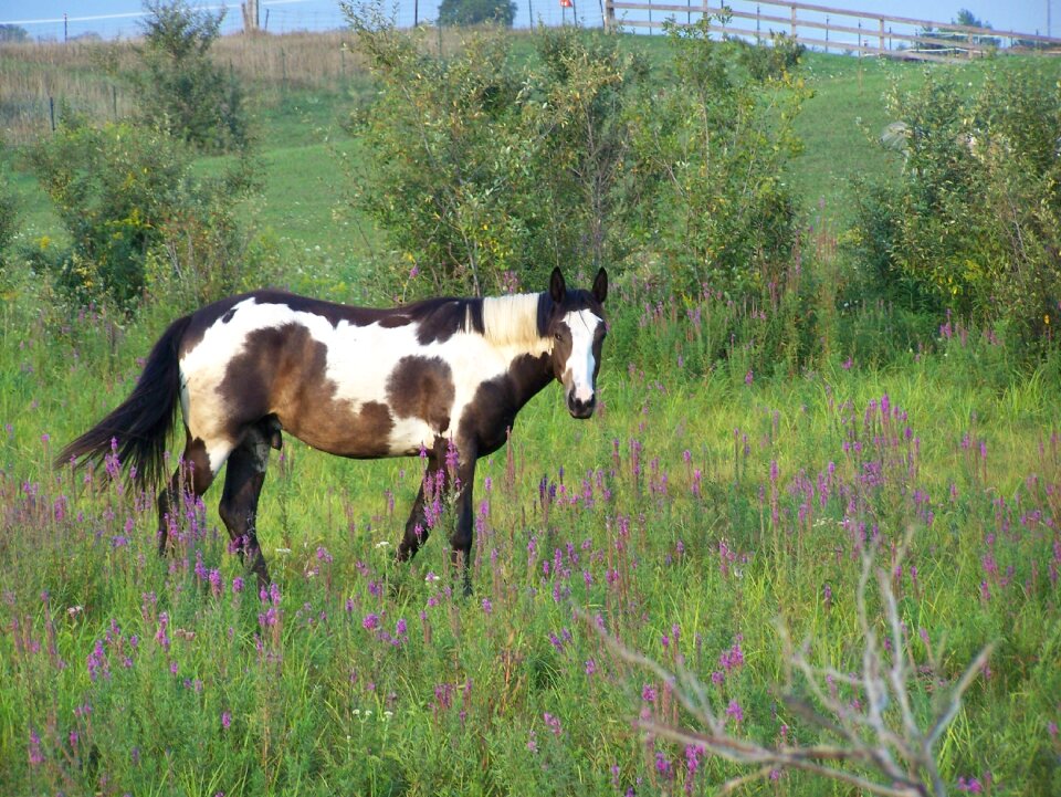 Pasture rural mane