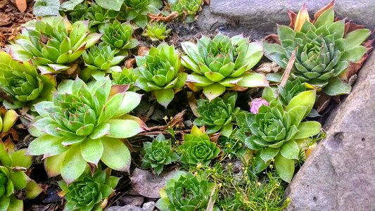 Plant garden botanical
