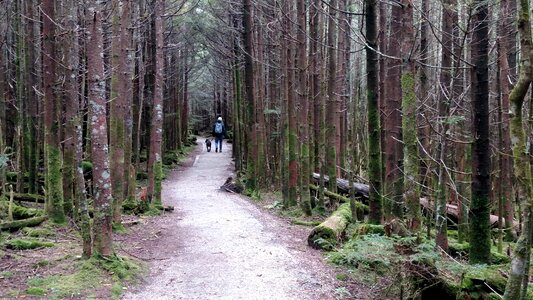 Nature path woods photo