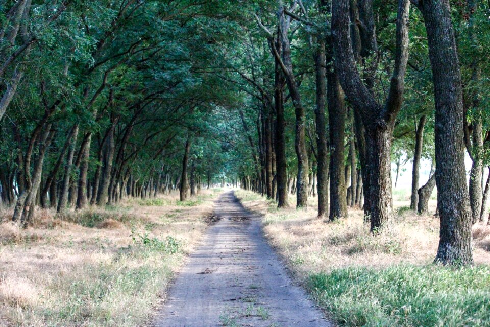 Nature wild wood road