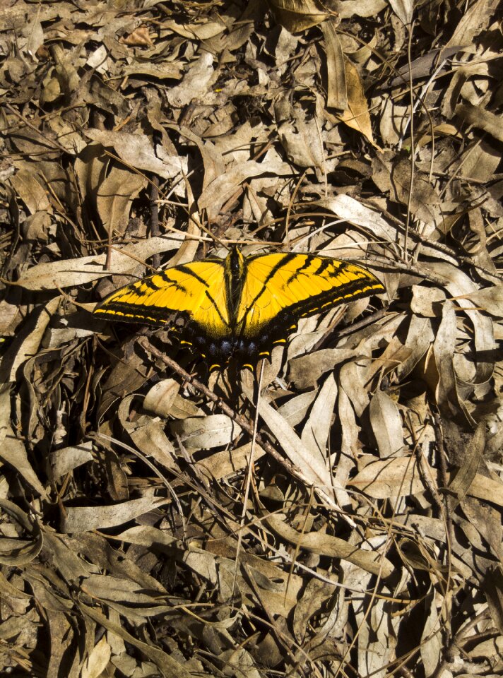Butterfly dried leaves autumn