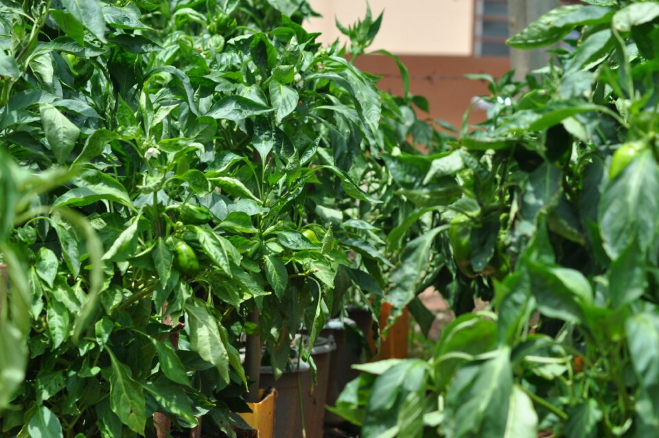 Pepper agriculture nature