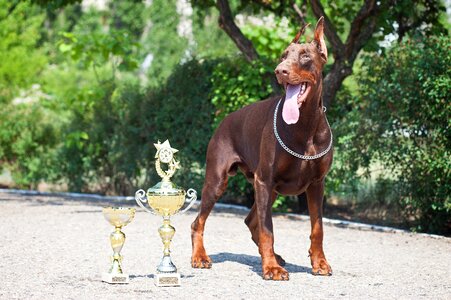 Breed pet cute