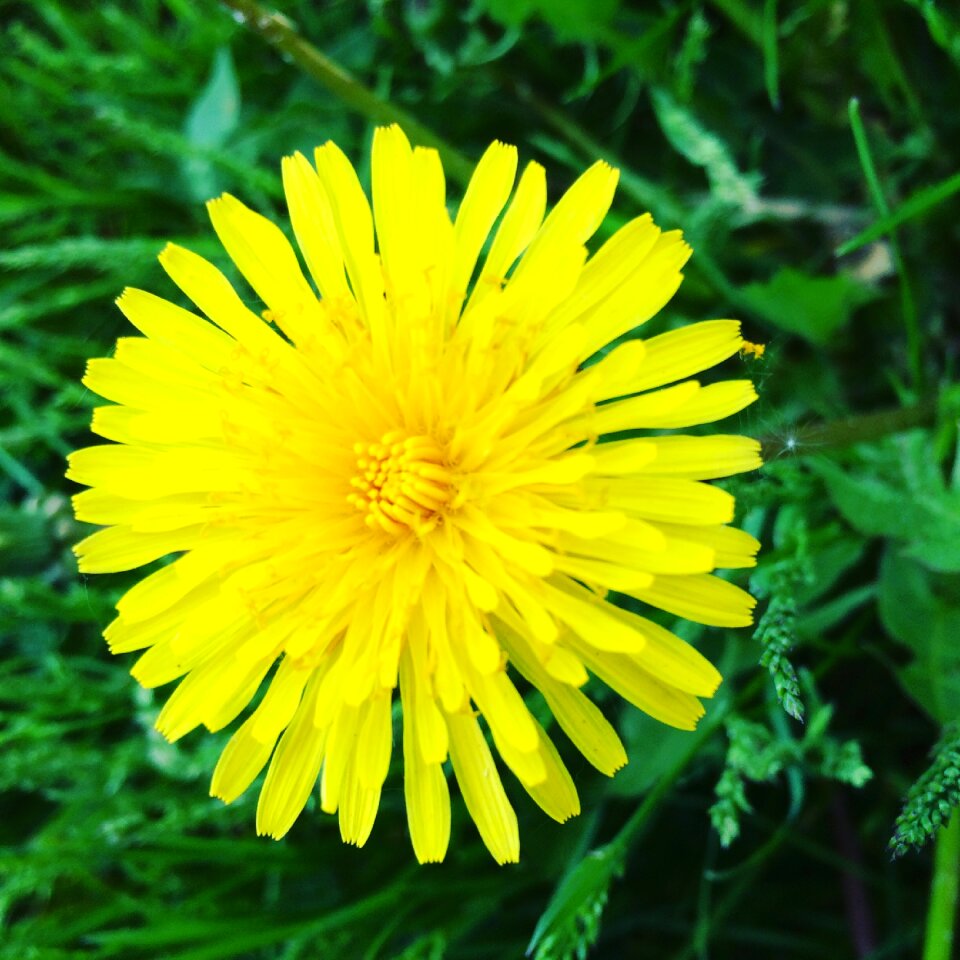 Summer flowers plant a yellow flower
