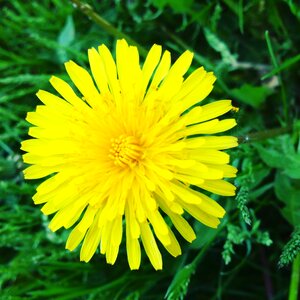 Summer flowers plant a yellow flower