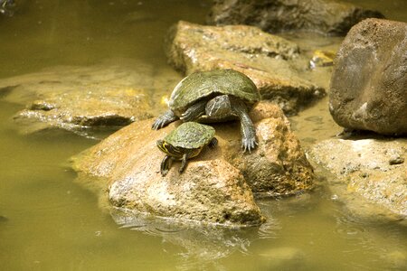 Pond nature background