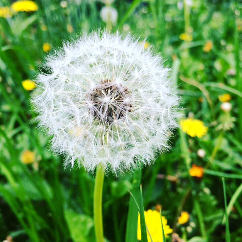 Nature flower plant