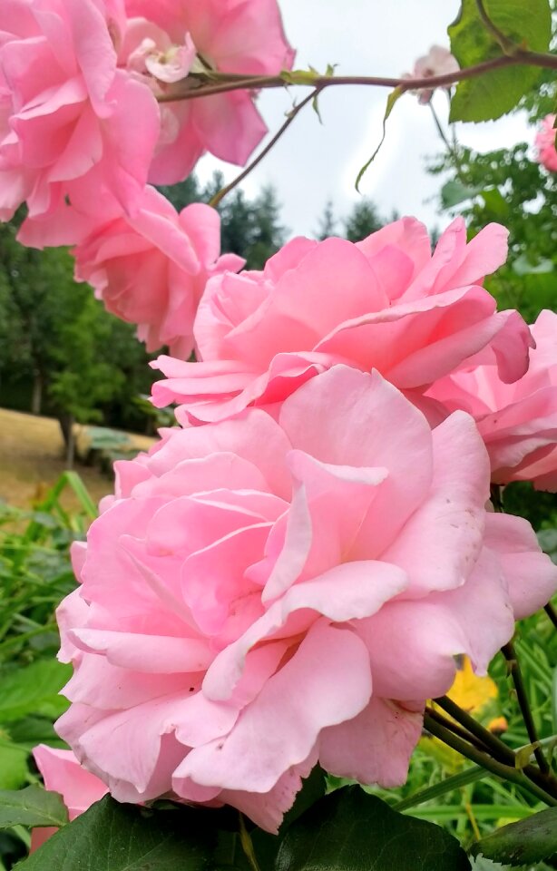 Flower floral nature