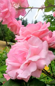 Flower floral nature