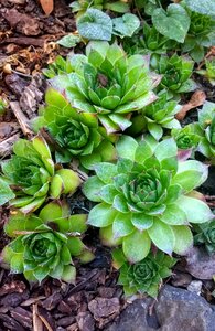 Nature garden botanical