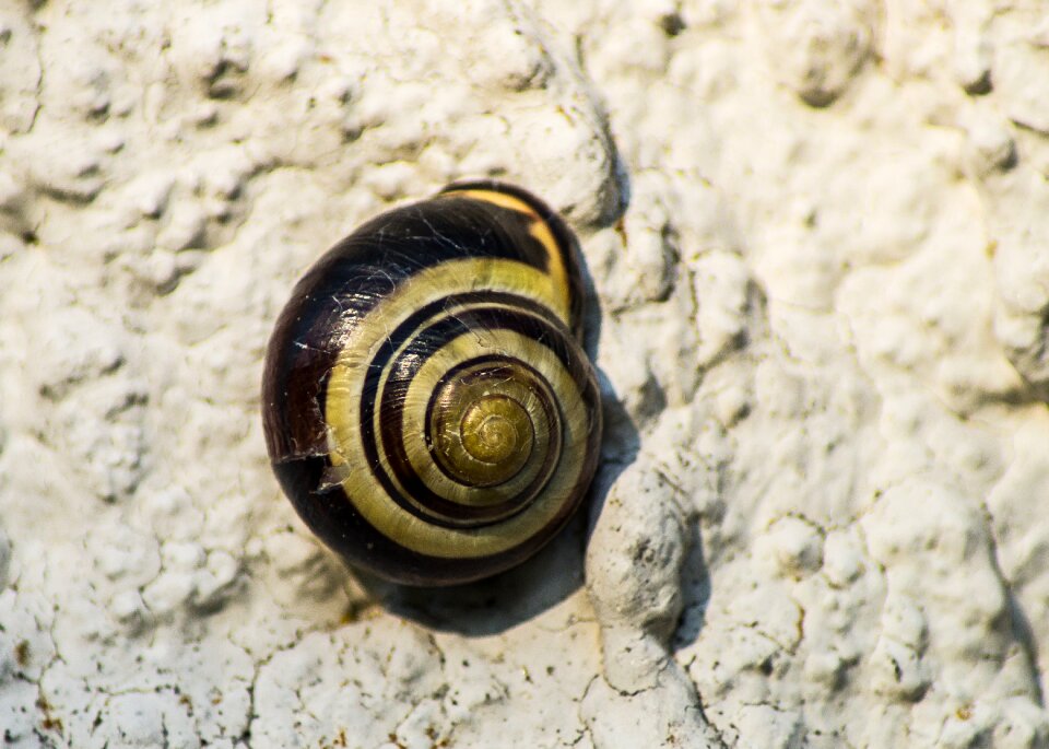 Spiral close up animals