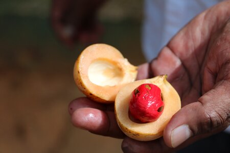 Hand sri lanka spices photo