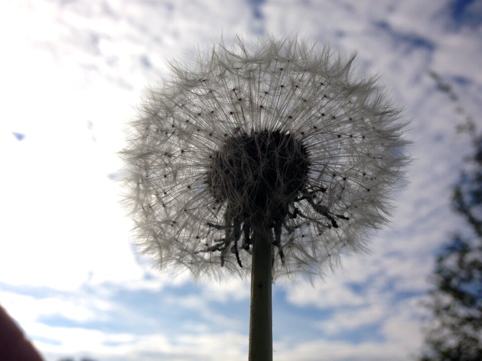 Flower spring sky
