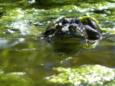 Amphibian water nature photo