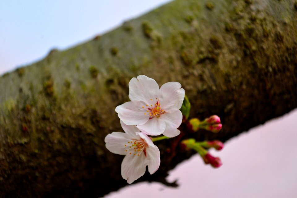 Flower blossom bloom