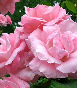 Flower floral nature