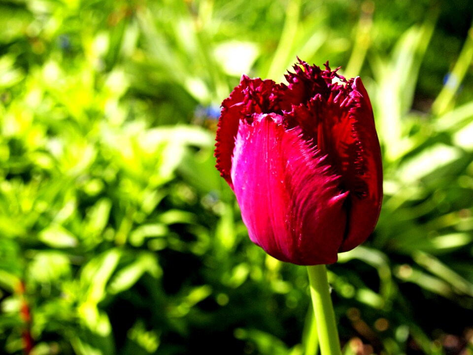 Spring spring flower close up