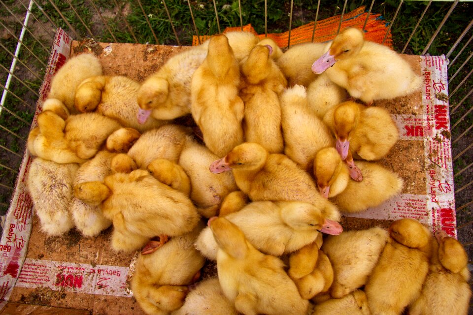 Chicks kaczęta birds