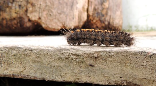 Worm caterpillar colombia photo