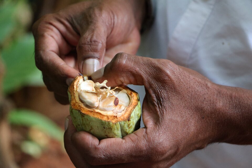 Hands sri lanka cocoa fruit