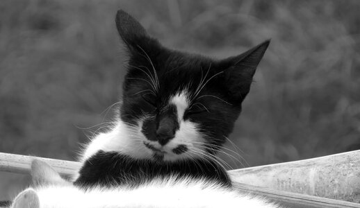Cat domestic armenia