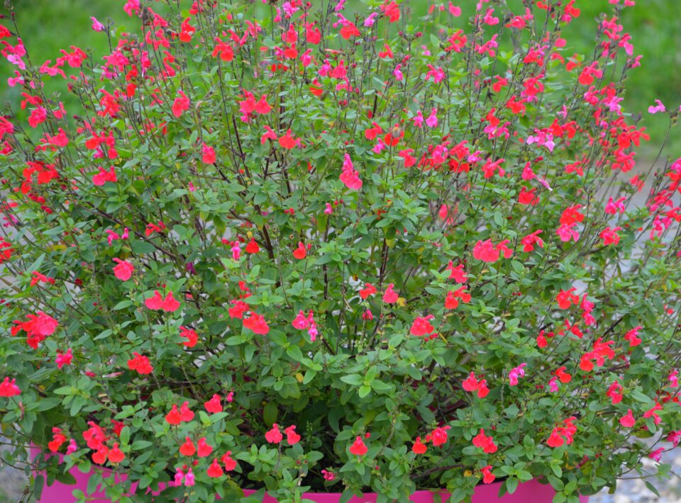 Nature pink common sage